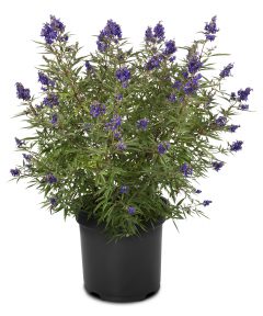 Vitex Busy Bee_Z6S4505