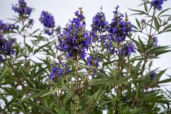 Vitex Busy Bee_Z6S4506