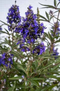 Vitex Busy Bee_Z6S4509