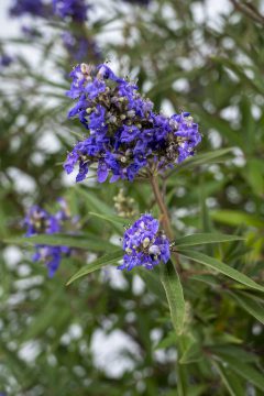 Vitex Busy Bee_Z6S4513