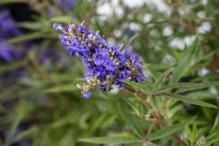 Vitex Busy Bee_Z6S4515