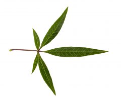 Vitex Busy Bee_Z6S4516