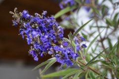 Vitex Busy Bee_Z6S4517