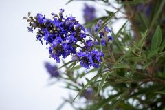 Vitex Busy Bee_Z6S4518