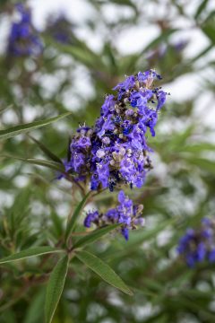 Vitex Busy Bee_Z6S4521