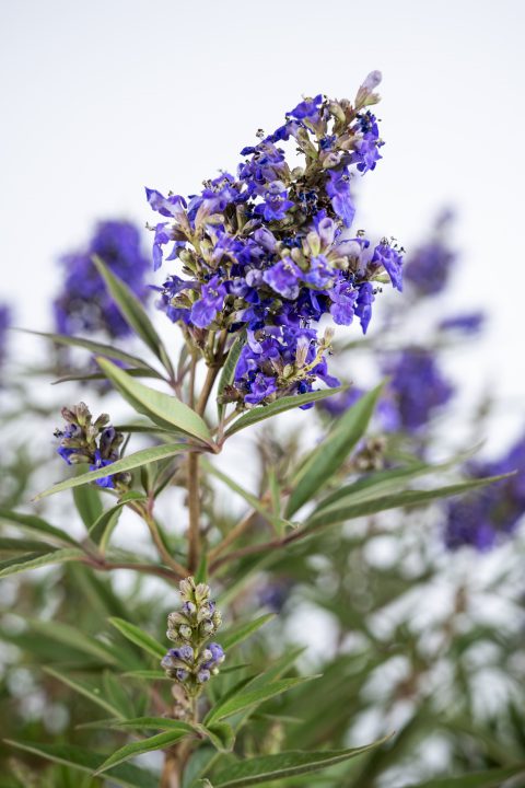 Vitex Busy Bee_Z6S4523