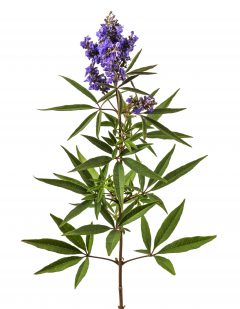 Vitex Busy Bee_Z6S4527