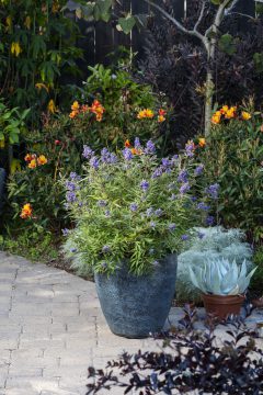 Vitex Busy Bee_Z6S4584