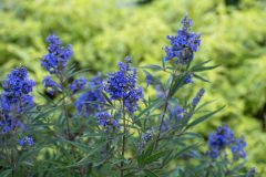 Vitex Busy Bee_Z6S4676