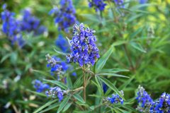 Vitex Busy Bee_Z6S4689