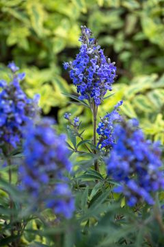 Vitex Busy Bee_Z6S4691