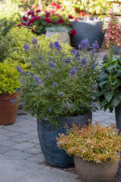 Vitex Busy Bee_Z6S4747