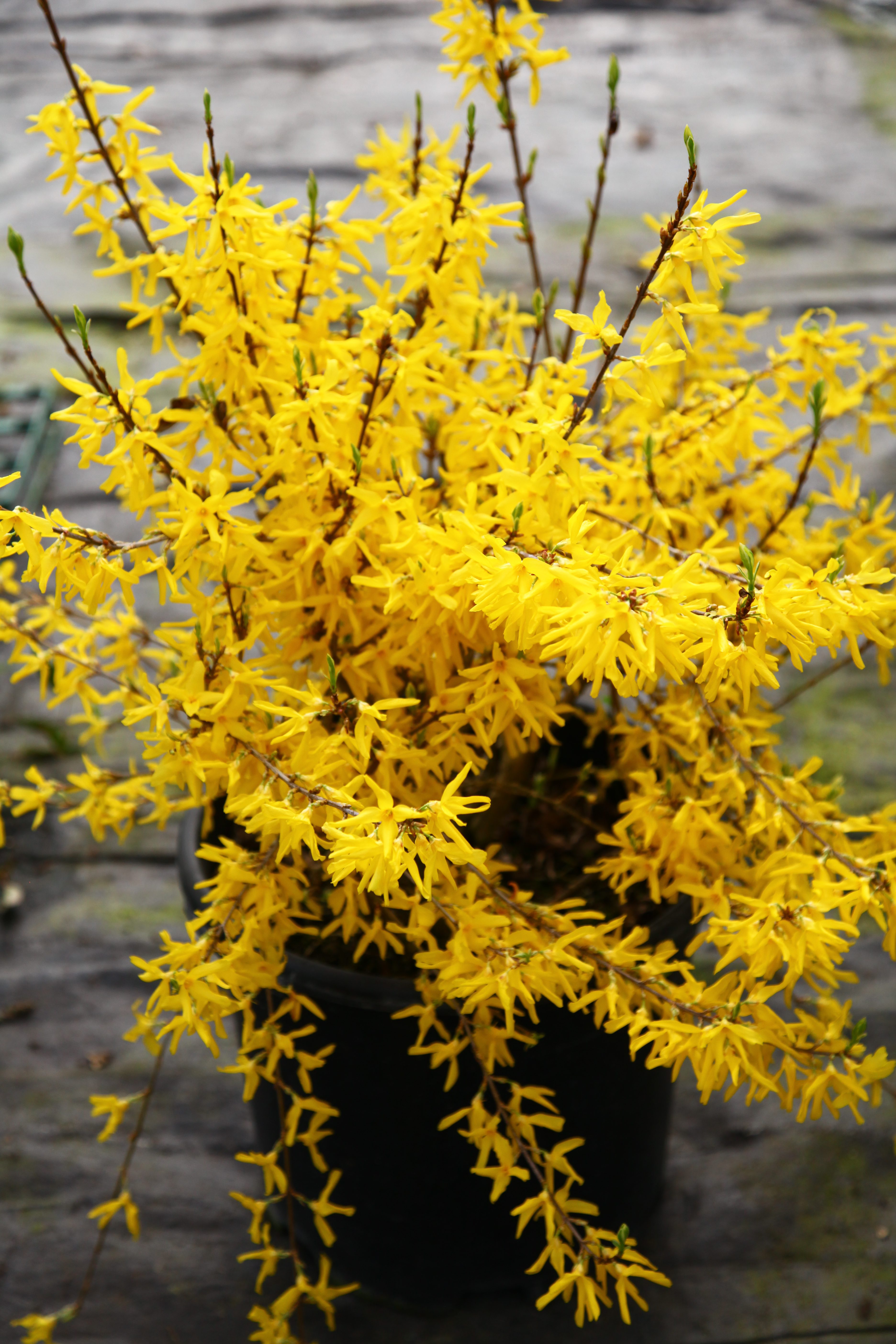 Forsythia-Discovery-101