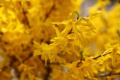 Forsythia-Discovery-102