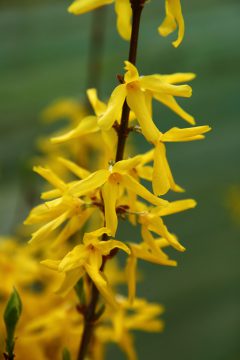 Forsythia-Discovery-104
