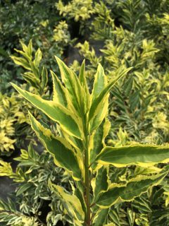 Forsythia-Discovery-105