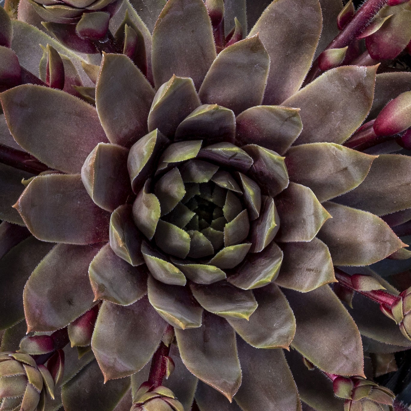 Sempervivum Lavender Ice 001