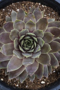 Sempervivum Lavender Ice 002