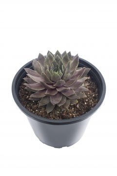 Sempervivum Lavender Ice 101
