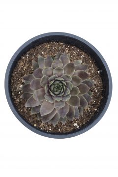 Sempervivum Lavender Ice 102