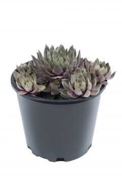 Sempervivum Lavender Ice 103
