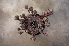 Sempervivum Lavender Ice_Z6S4276