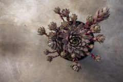 Sempervivum Lavender Ice_Z6S4278