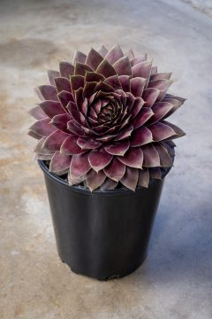 Sempervivum Lavender Ice_Z6S4285