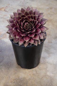 Sempervivum Lavender Ice_Z6S4286