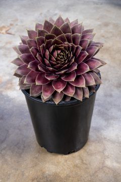 Sempervivum Lavender Ice_Z6S4287