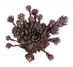 Sempervivum Lavender Ice_Z6S4308