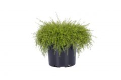 Kunzea The Fonz_Z6S8575