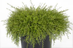 Kunzea The Fonz_Z6S8577