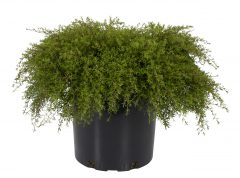 Kunzea The Fonz_Z6S9221