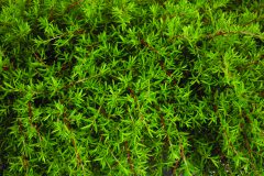 Kunzea The Fonz_Z6S9227