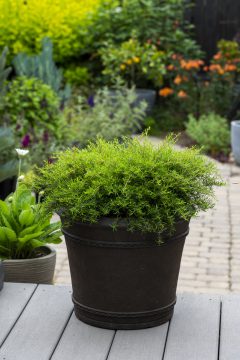 Kunzea The Fonz_Z6S9600