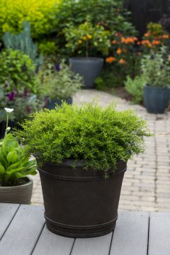 Kunzea The Fonz_Z6S9603