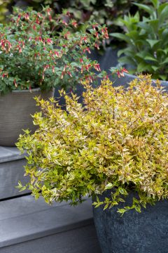 Abelia Suntastic Peach_Z6S9685