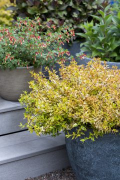 Abelia Suntastic Peach_Z6S9689