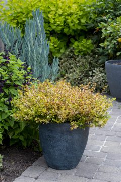 Abelia Suntastic Peach_Z6S9722