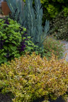 Abelia Suntastic Peach_Z6S9728