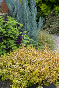 Abelia Suntastic Peach_Z6S9730