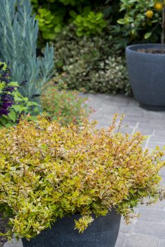 Abelia Suntastic Peach_Z6S9731