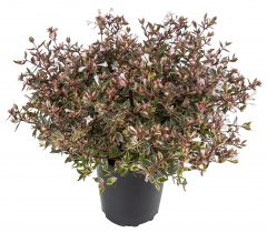 Abelia Suntastic Pink_Z6S4335
