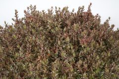 Abelia Suntastic Pink_Z6S9246