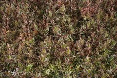 Abelia Suntastic Pink_Z6S9249