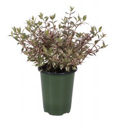 Abelia Suntastic Pink_Z6S9253