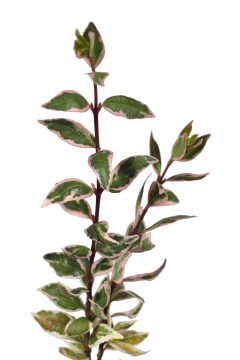 Abelia Suntastic Pink_Z6S9302