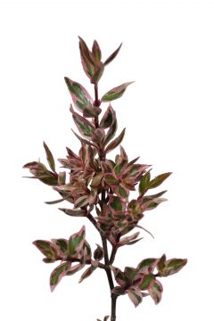 Abelia Suntastic Pink_Z6S9310