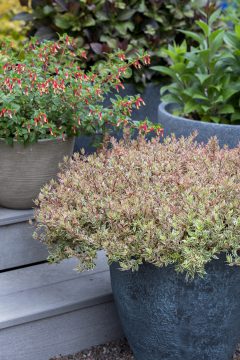 Abelia Suntastic Pink_Z6S9693